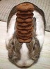 a stack of cookies