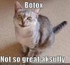 botox kitteh