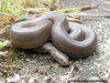 Rubber Boa