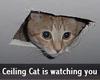 Ceiling Cat is watching you!