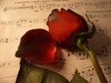 ~petals and music for you~