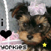 I ❤ Yorkies