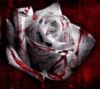 A Blood Rose