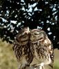 Owl always love you. c: