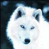 Spirit of the White Wolf