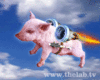 look!pigs can fly!