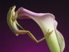 Floral Frog Peeker