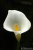 .Calla Lily.