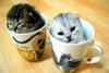 a cup of kitty tea
