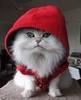 Little Red Riding Cat