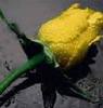 One yellow rose for you :*