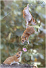 Hanging Hamster
