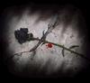 +A Dark Rose For You...+