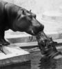 a Hippo Kiss