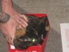 Pussy in a Box!