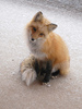 Cute fox