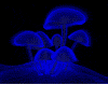 psycodelic mushrooms