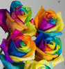 rainbow roses