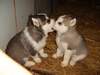 Kissing pups