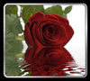 A Romantic Red Rose...