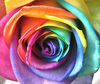 A Rainbow Rose