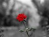 red rose for you