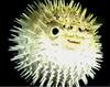 the puffer fish of love