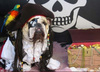 Pirate Watchdog 