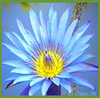 The Blue Lotus!