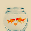 Fishy Love