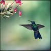 my sweet colibri 