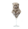 a glass of kitty-wine