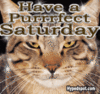 Have a Purrrfect Saturday
