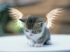 winged kitten