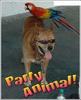 party animal