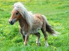 Pony