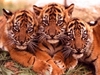 three cute tigers