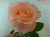 A Beautiful Rose 4 a Beautiful U