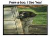Peek-A-Boo, I See You!