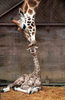 Giraffe kisses