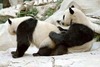 Lazy Panda Sex!