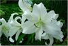 Casablanca Lilies