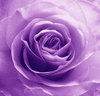 PuRpLe RoSe