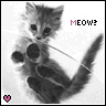 Meow ? ~*~