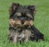 Yorkshire Terrier puppie