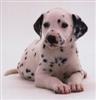 Dalmatian Puppie