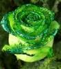Green rose for a special one