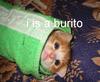 Kitty burito... yum!