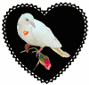 The Ultimate Love Dove!!!