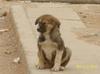 Iraqi Puppy